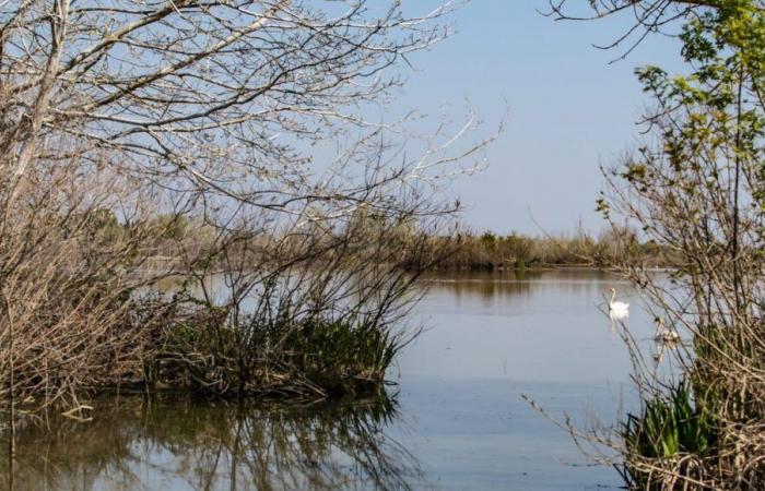 Rhône floods: “the State is offering us 16 km of dike instead of the 56 planned”, Gilles Dumas, president of SYMADREM