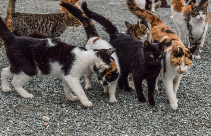 Owners of stray animals will be fined in this municipality