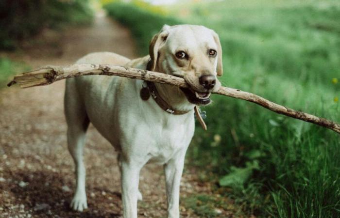 “At one hour, it was too late”: poisonous traps set for animals at the Belgian border