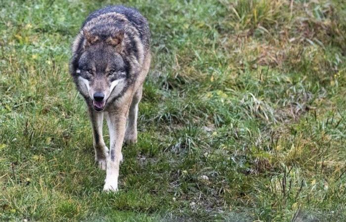 Criticism and a petition after the decision to cull the first pack of wolves in the Swiss National Park – rts.ch