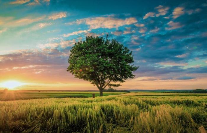 Becoming a tree after death, the new burial trend taking root in France