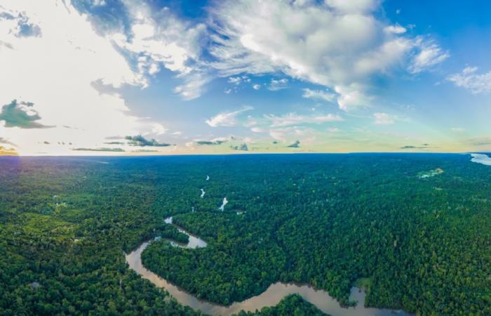 the weakening of the Atlantic ocean current could lead to the collapse of the Amazon rainforest!