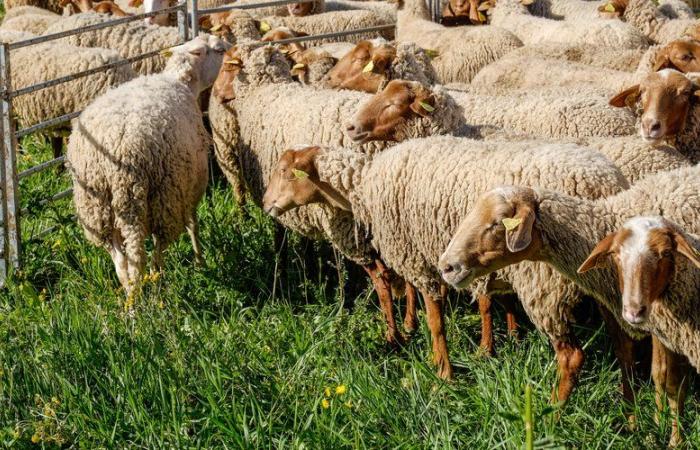 Faced with the progression of bluetongue, the prefect of Hérault asks breeders to vaccinate their animals