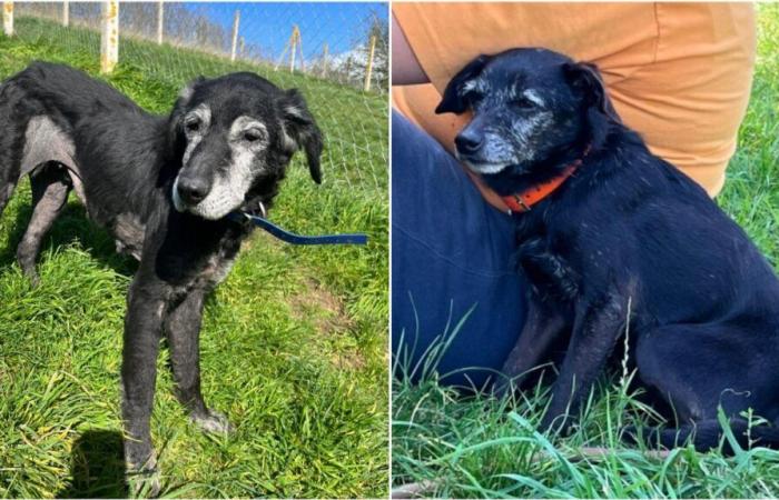 Hermine and Smarthies, two residents of the Eure SPA shelter in Évreux, died