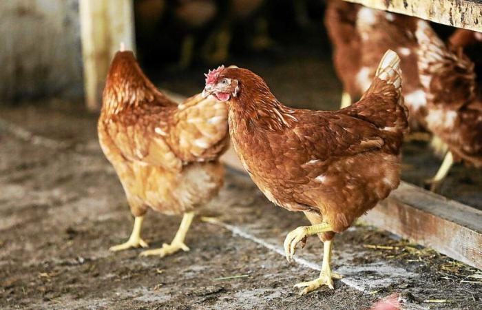 Avian flu in Morbihan: “A certain fear sets in”