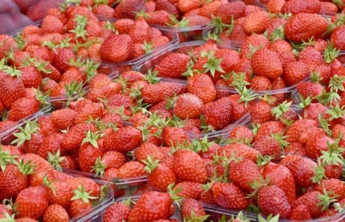 In support of farmers, the Mousquetaires stop selling strawberries and cherries at the end of the year