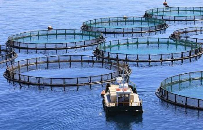 Morocco wants to increase its aquaculture production capacity by 116,000 tonnes