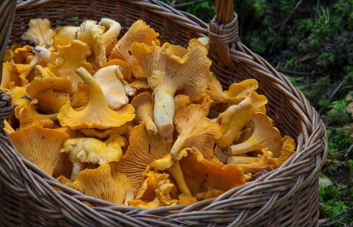 GRAND LARGE, Mushroom picking in Morbihan