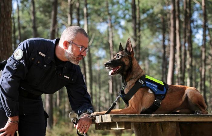 from the SPA, a Malinois is today the pride of the armed gendarmerie