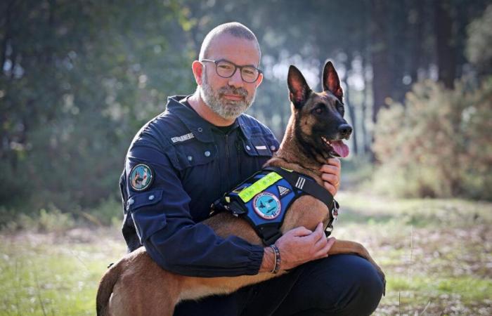 from the SPA, a Malinois is today the pride of the armed gendarmerie