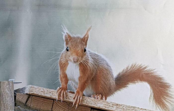 The euthanasia of Peanut, the Instagram star squirrel, moves Internet users