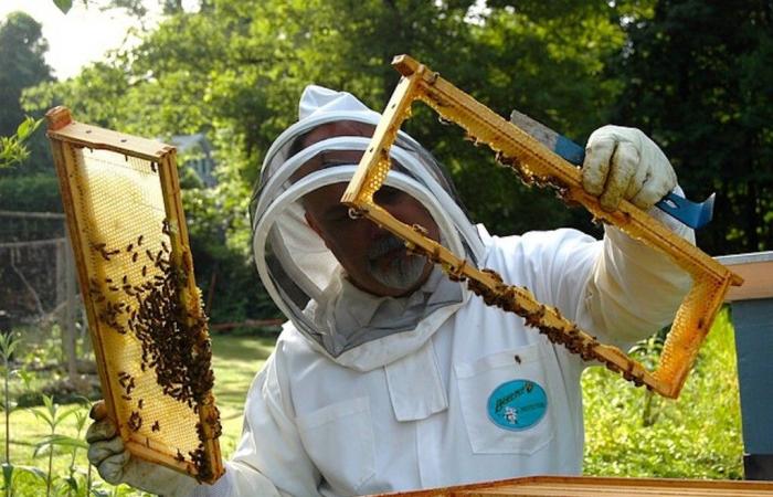 why the honey market is disorganized and complicates the work of beekeepers