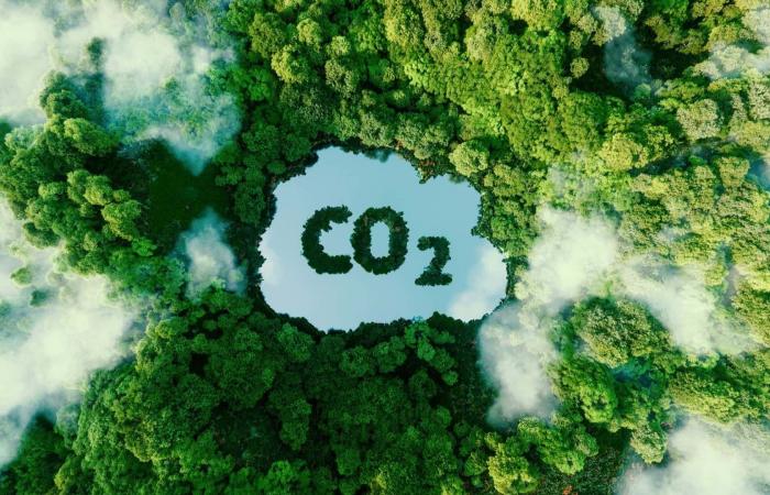 SNBC: France will decarbonize with fewer carbon sinks