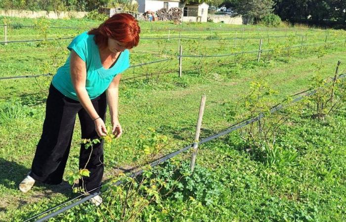 A farmer from Vaucluse put in difficulty by the RSA conditional on 15 hours of activity