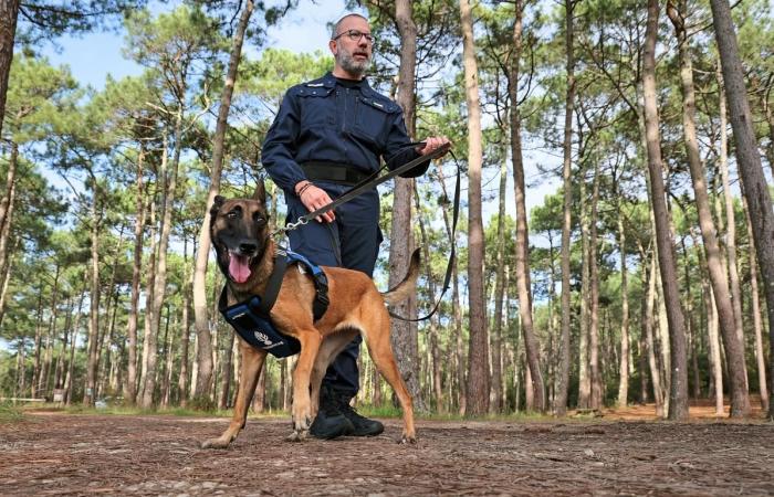 from the SPA, a Malinois is today the pride of the armed gendarmerie