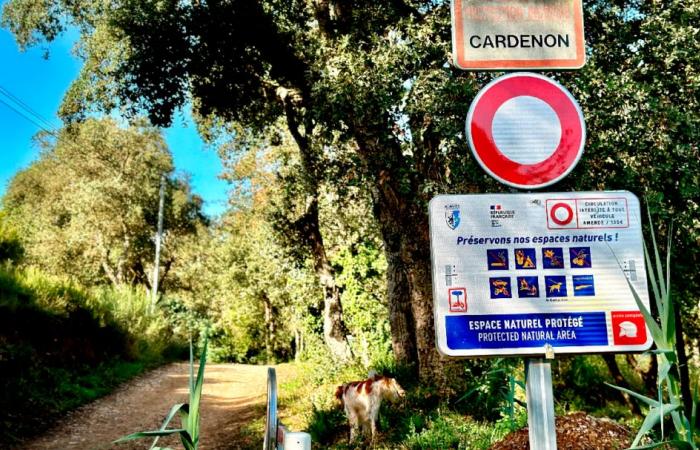 Young father, mushroom picking with friends… We know more about the hunting accident in Bormes