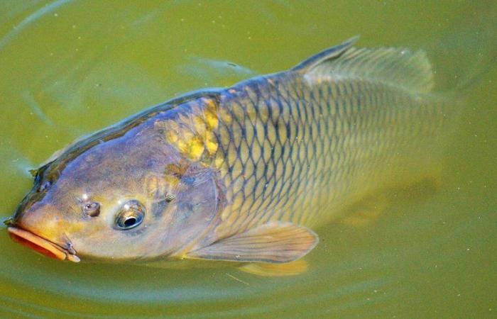 Carp, perch, pike, eels… sugar pollution of an Ile-de-France canal causes the death of a “very large quantity of fish”