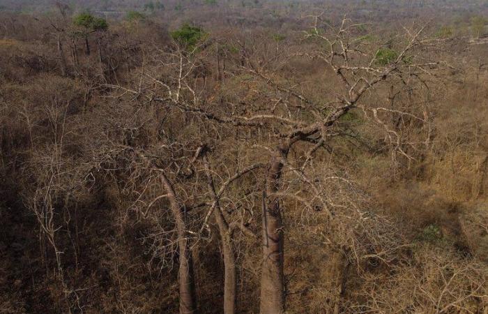 Green among the ashes: the Brazilian savannah, resistant to fires