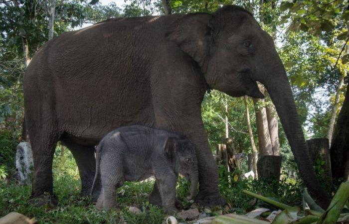 Indonesia: Rare birth of a Sumatran elephant, in danger of extinction