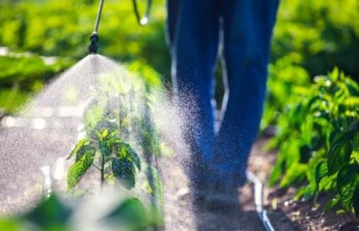 do pesticides increase the risk?