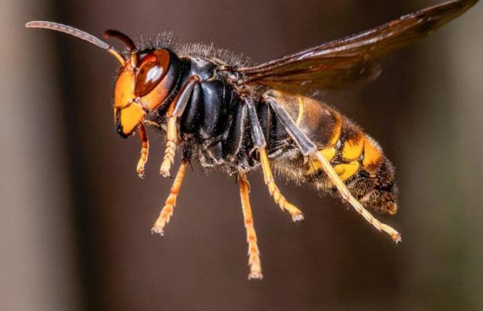 how the Asian hornet invaded our countries!