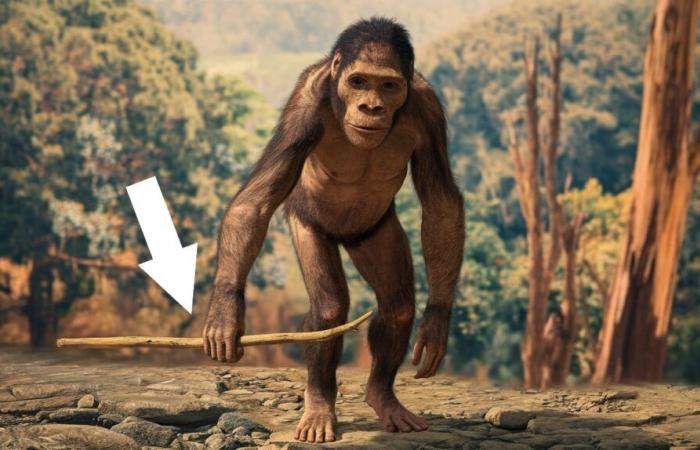 ???? Australopithecines, ancestors much more intelligent than supposed?