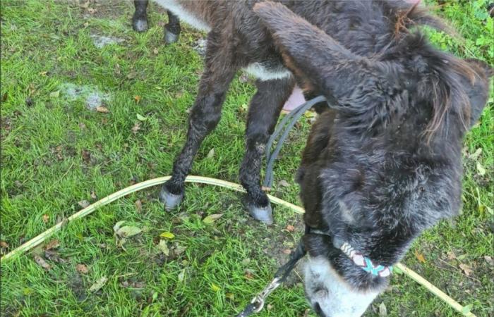 An investigation opened following the discovery of a suffering horse and donkey in Vendée