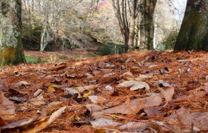 A feast for the eyes in autumn, the carpet of dead leaves also has its uses: here is which one