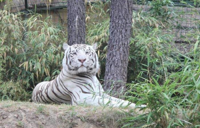 a white tiger from La Flèche zoo has died