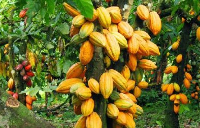 cocoa production expected to increase by 10% in 2024/2025