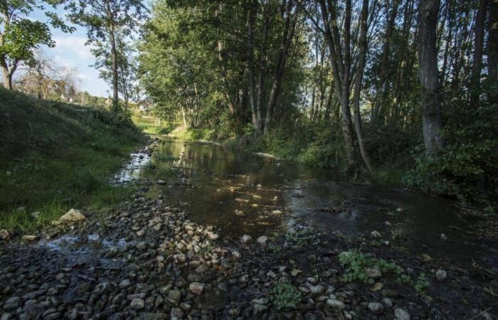 Fish die in large numbers after mysterious sugar pollution