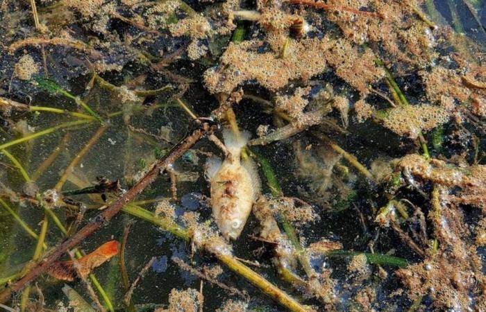 An ongoing investigation after sugar pollution of a canal in Seine-et-Marne which killed fish