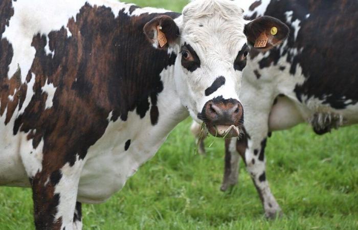 the concern of dairy farmers after the withdrawal of Lactalis – Angers Info