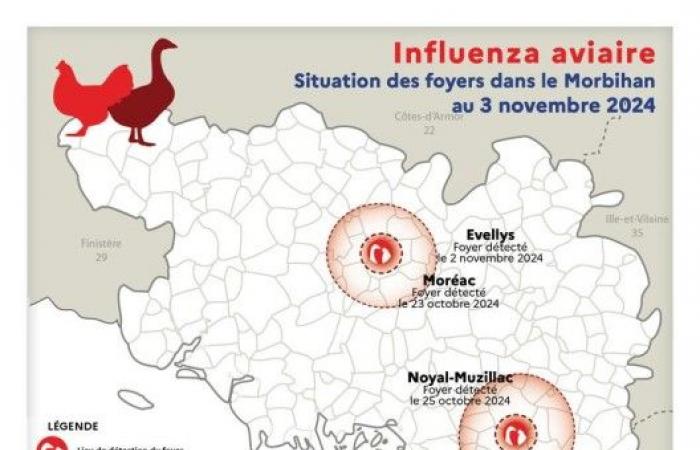 Morbihan, still affected by a case of Avian Influenza