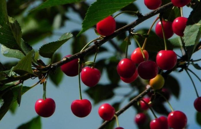 In this town of Seine-Saint-Denis, the town hall offers 600 fruit trees to residents