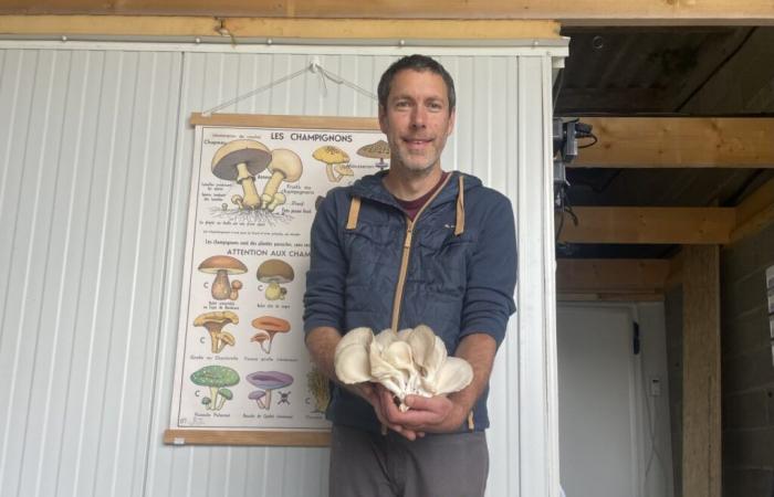 This market gardener grows organic mushrooms, a rare production in Manche