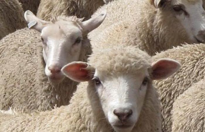 Loire-Atlantique, the department of France most affected by sheep theft!