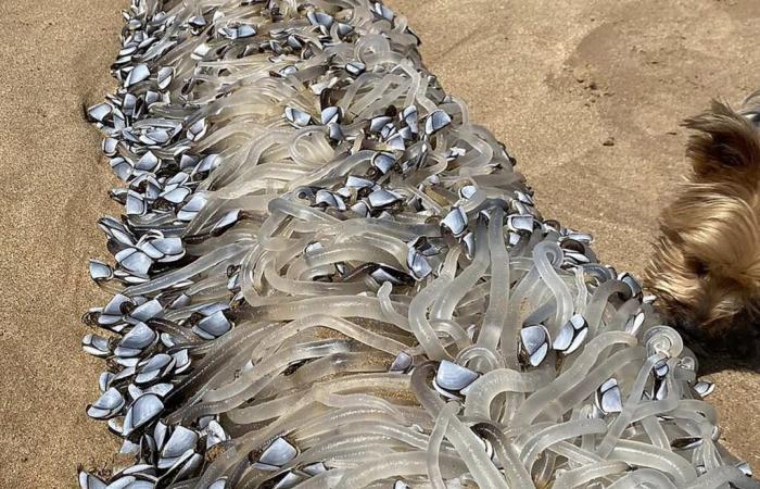 A strange creature appears on a beach in Australia and a specialist explains its nature Miscellaneous