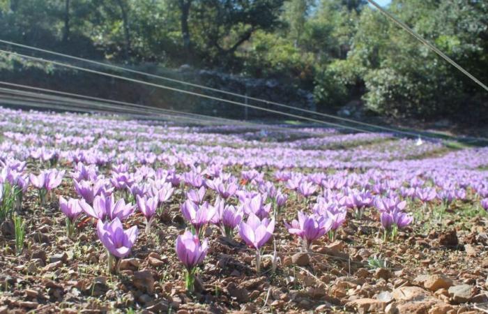 Did you know that Gard produces saffron, the most precious spice in the world?