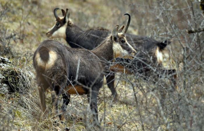 nature defenders protest against the planned slaughter of 500 chamois in the Doubs