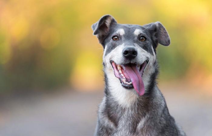 five hunting dogs found after being stolen over the weekend