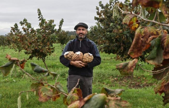 can almonds be the miracle solution?