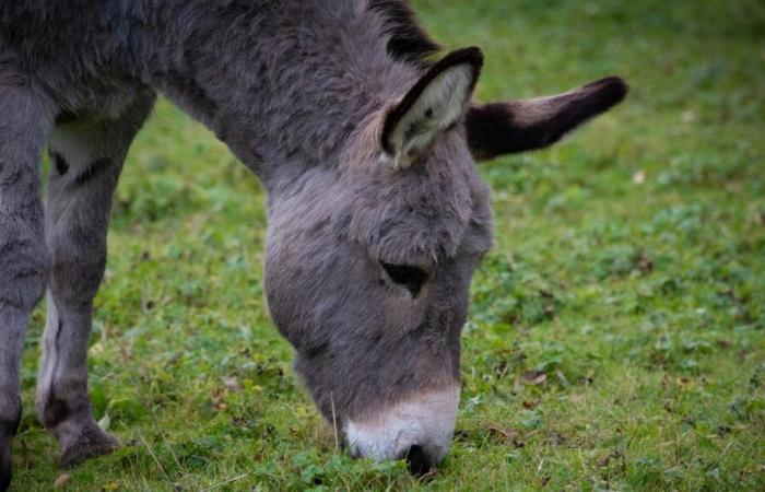 an injured horse and donkey found along a road, an investigation opened