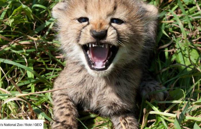 Photo of the day: the exceptional discovery of a spotless cheetah in Kenya