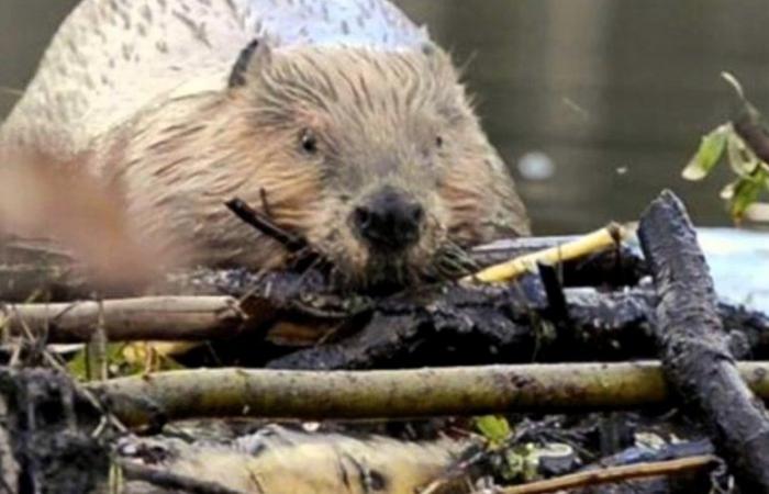 Reintroduction of the beaver in Ariège: biodiversity, cinema and awareness at the heart of the project of the association “À l’eau Castor”