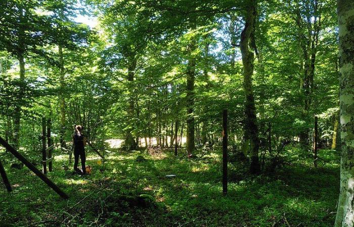 What is the impact of deer on the forests and meadows of Aubrac? Studies to measure it