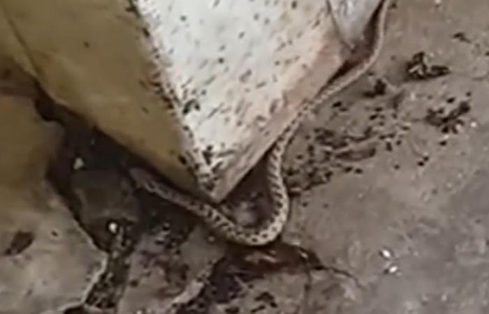 VIDEO. “I almost hit it on my head!” : a Montpellier woman comes across a snake while opening the trash room of her residence