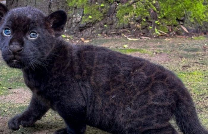 He’s too cute: the Naples zoo presents Romelu, its little jaguar who bears the first name Lukaku