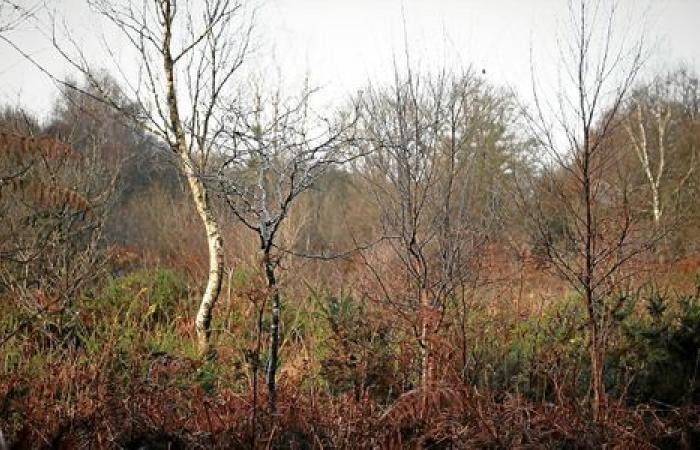 Pesticides, hunting, pre-emption… What could change with the Landes de La Poterie nature reserve