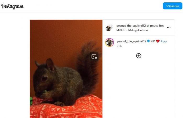 The killing of Peanut the squirrel causes an explosion of memecoins!